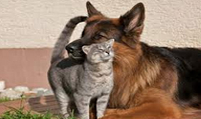 Stem Cell Treatments for Pets